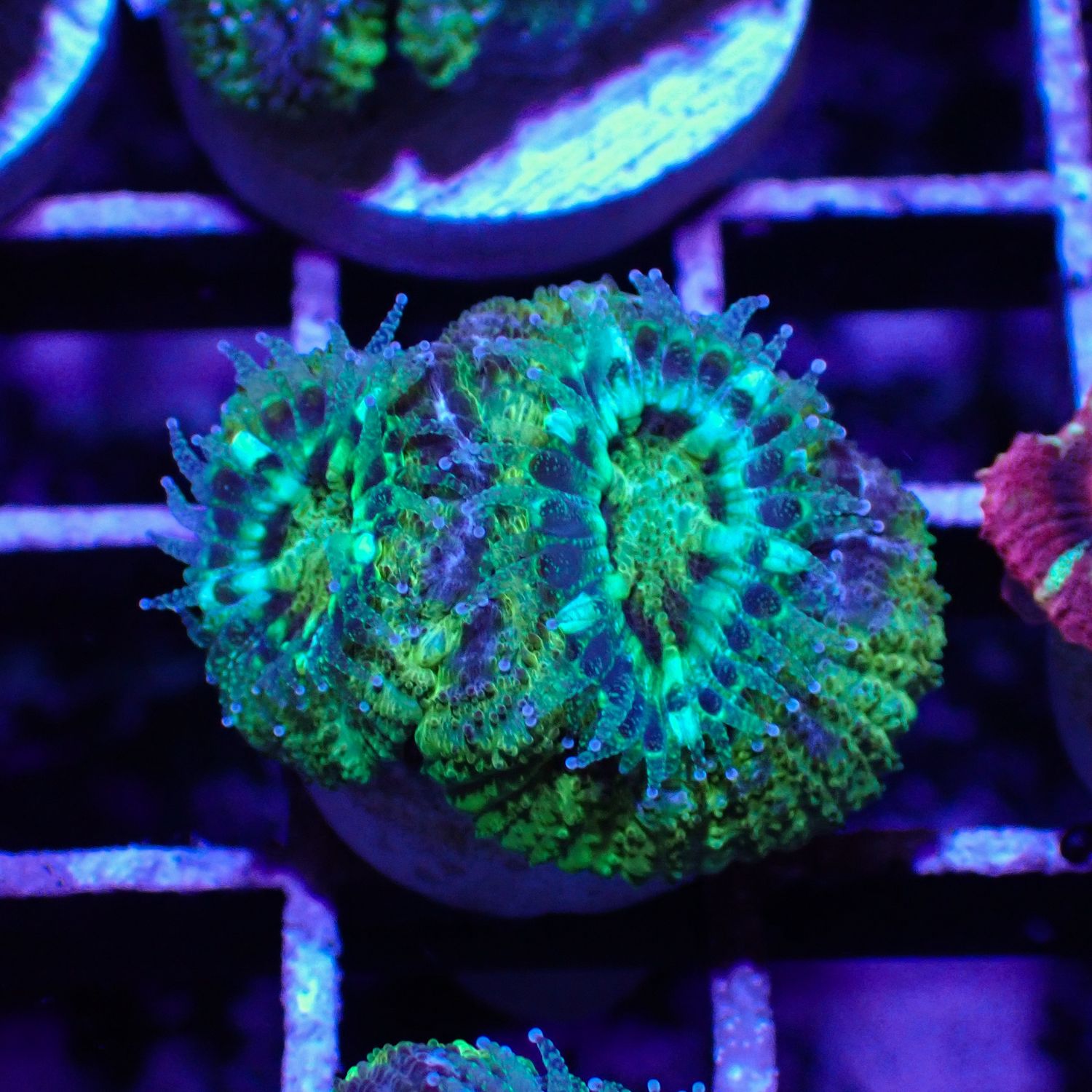 Asian Acan 3 - Frags (Acan Lordhowensis)