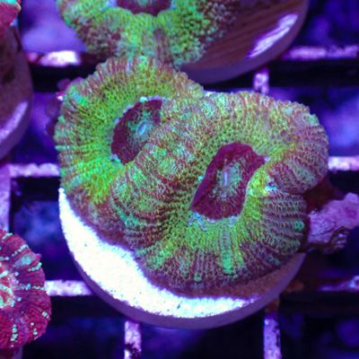 Asian Acan 5 - Frags (Acan Lordhowensis)