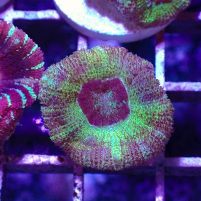Asian Acan 5 - Frags (Acan Lordhowensis)