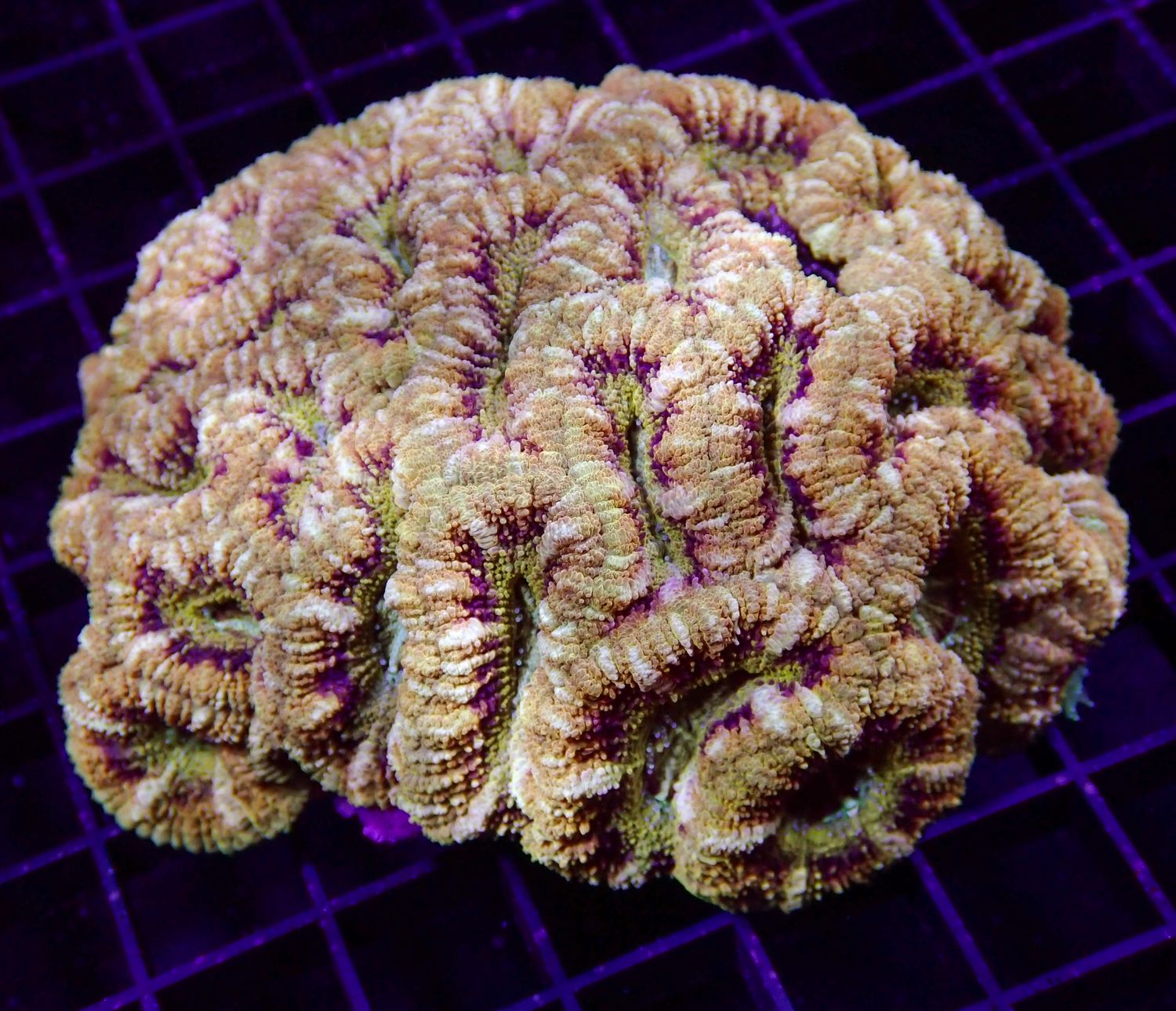 Asian Acan Colony - WYWIYG 1