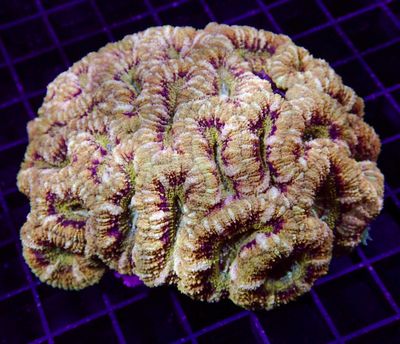 Asian Acan Colony - WYWIYG 1