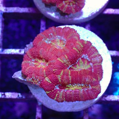 Asian Acan 1 - Frags (Acan Lordhowensis)