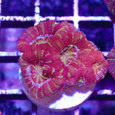 Asian Acan 1 - Frags (Acan Lordhowensis)