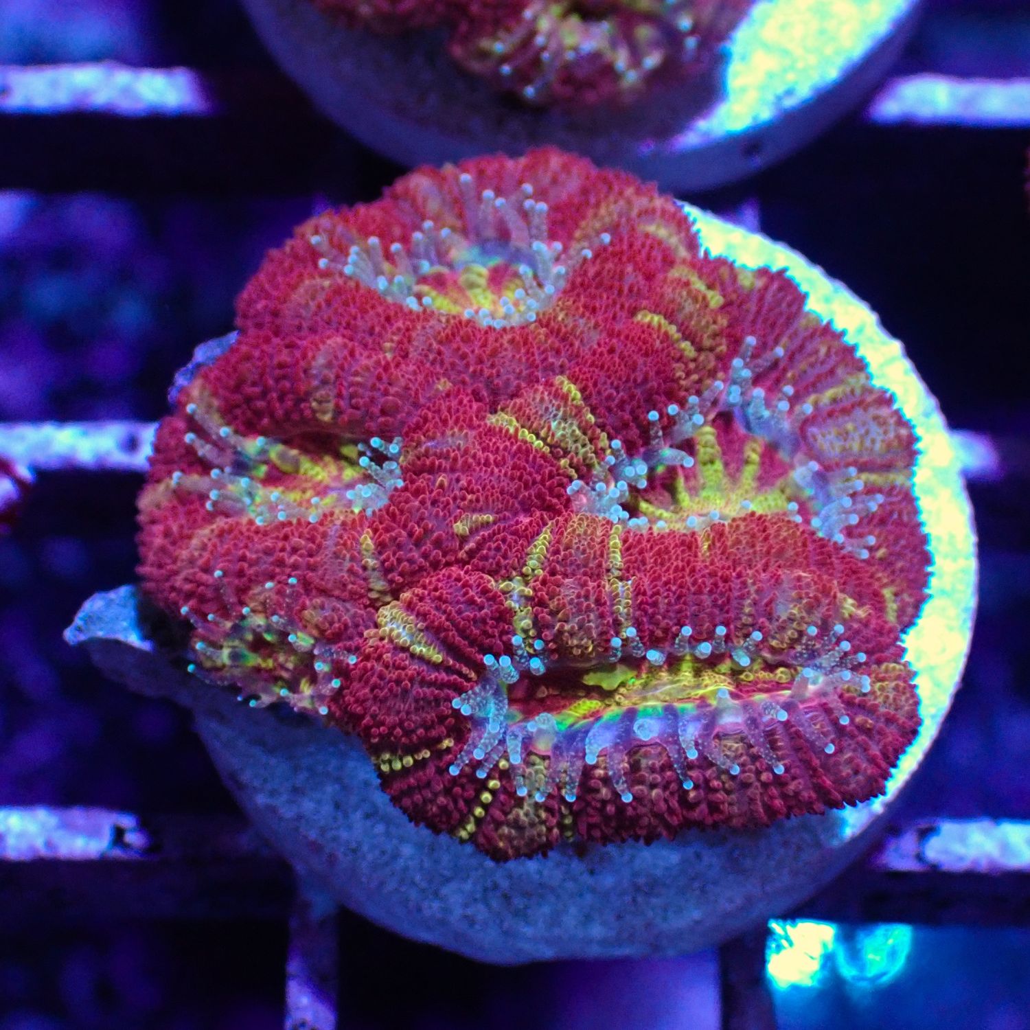 Asian Acan 1 - Frags (Acan Lordhowensis)