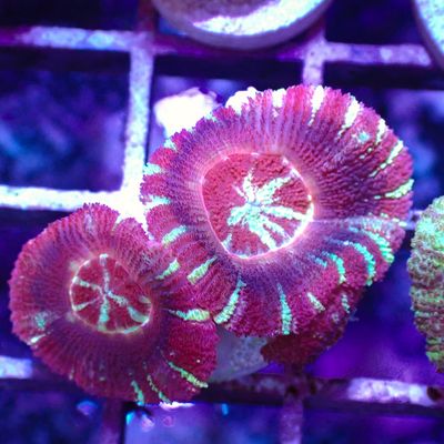 Asian Acan 4 - Frags (Acan Lordhowensis)