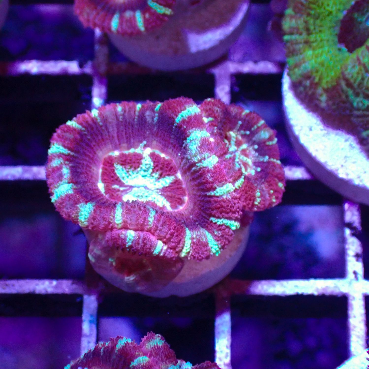 Asian Acan 4 - Frags (Acan Lordhowensis)
