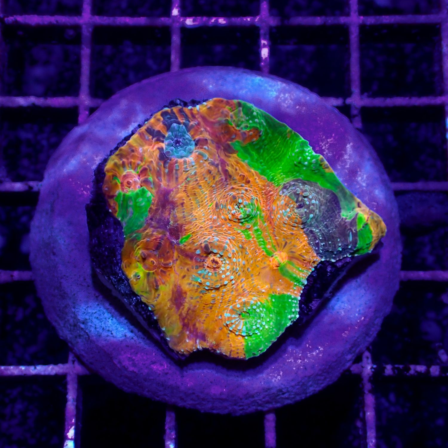 Psychedelic Chalice - WYSIWYG 1 (Echinophora sp.)