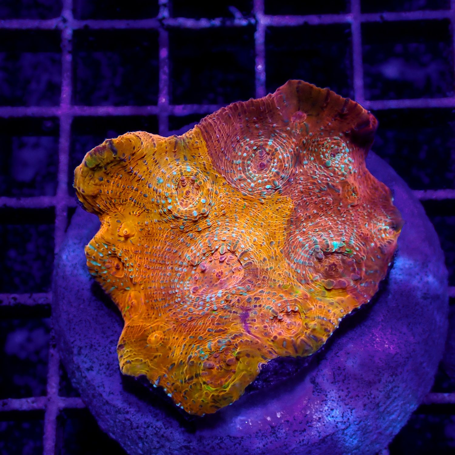Psychedelic Chalice - WYSIWYG 4 (Echinophora sp.)