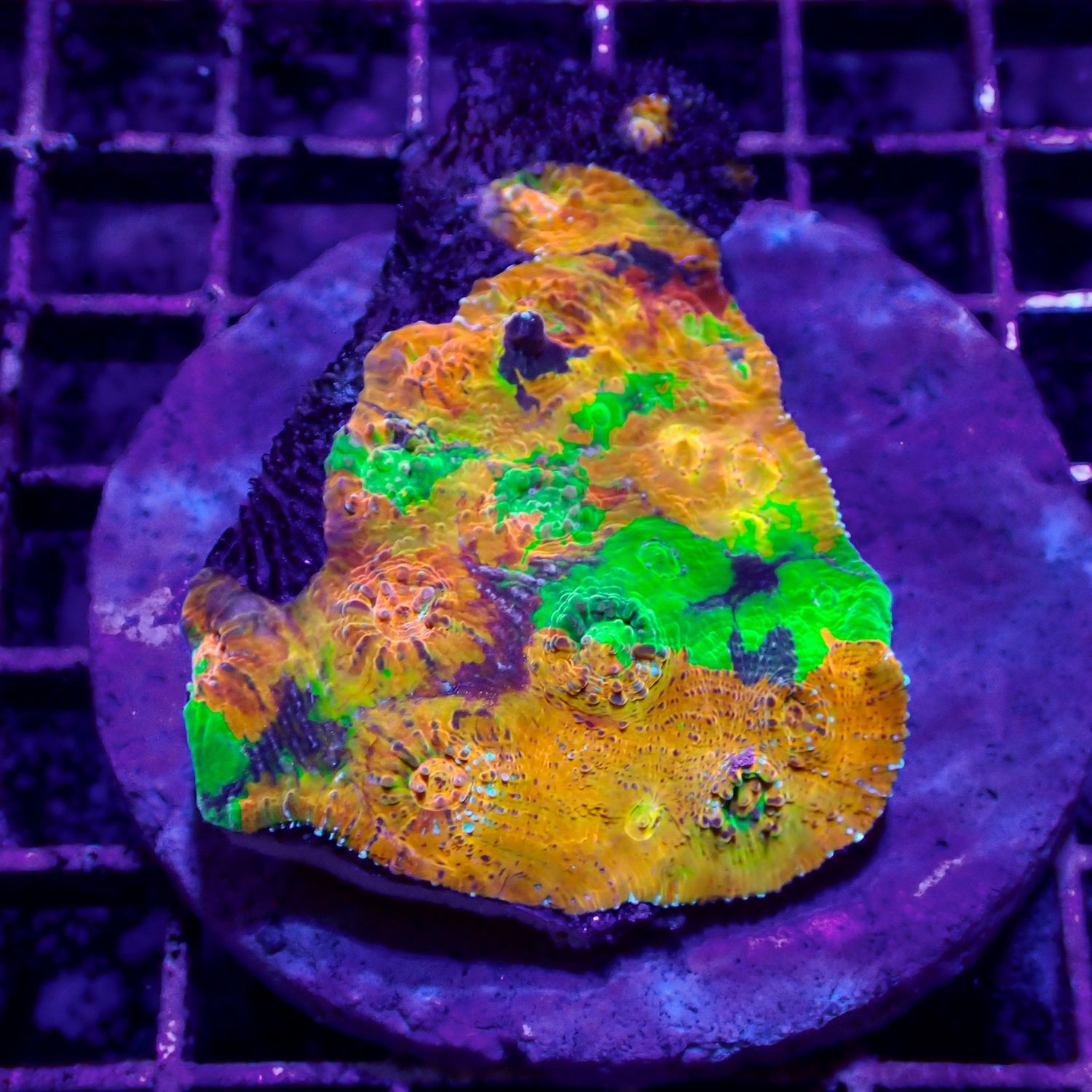 Psychedelic Chalice - WYSIWYG 2 (Echinophora sp.)
