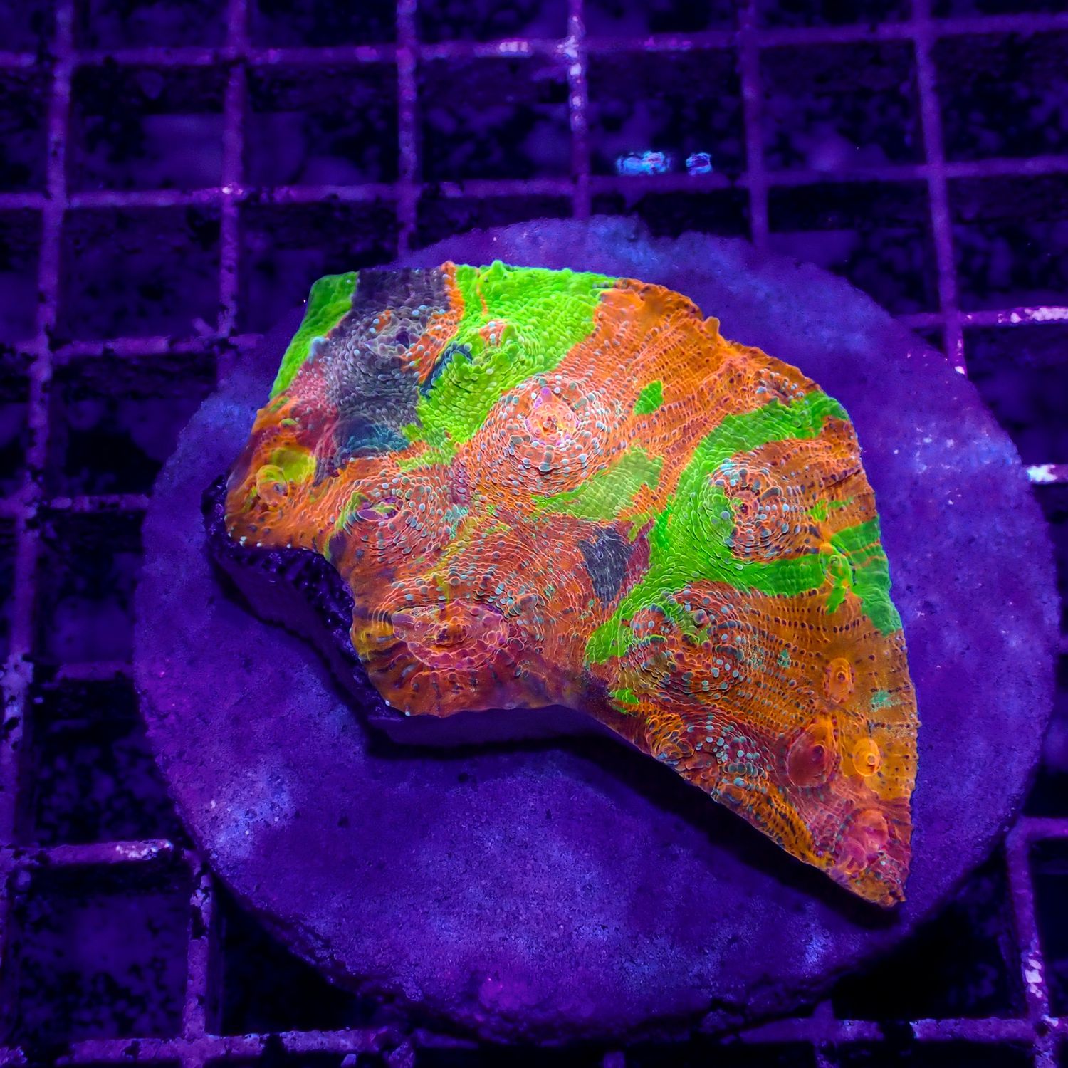 Psychedelic Chalice - WYSIWYG 3 (Echinophora sp.)