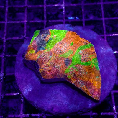 Psychedelic Chalice - WYSIWYG 3 (Echinophora sp.)