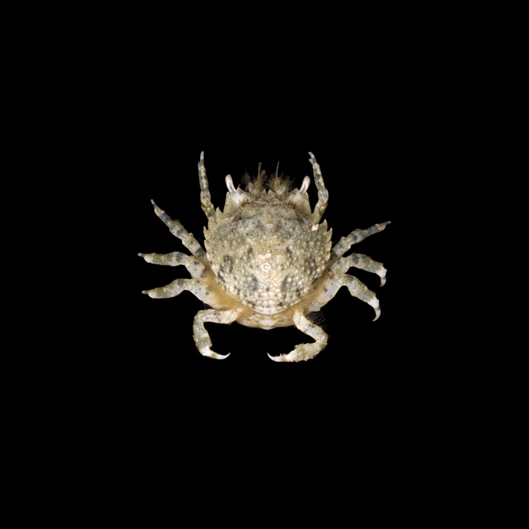Pitho Crab (Pitho Mirabilis)