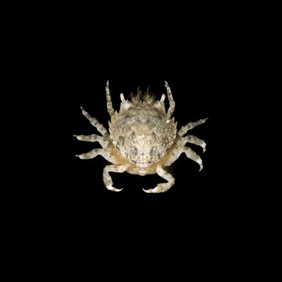 Pitho Crab (Pitho Mirabilis)