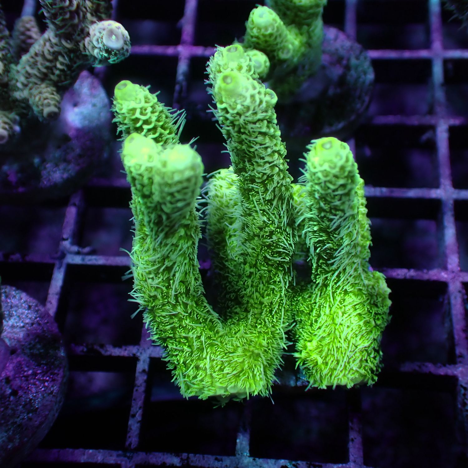 AI Nuclear Green Mille - Frag (Acropora Millepora)