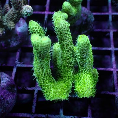 Malaysian Mille 1 - Frag (Acropora Millepora)