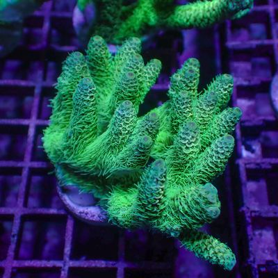 Malaysian Mille 4 - Frag (Acropora Millepora)