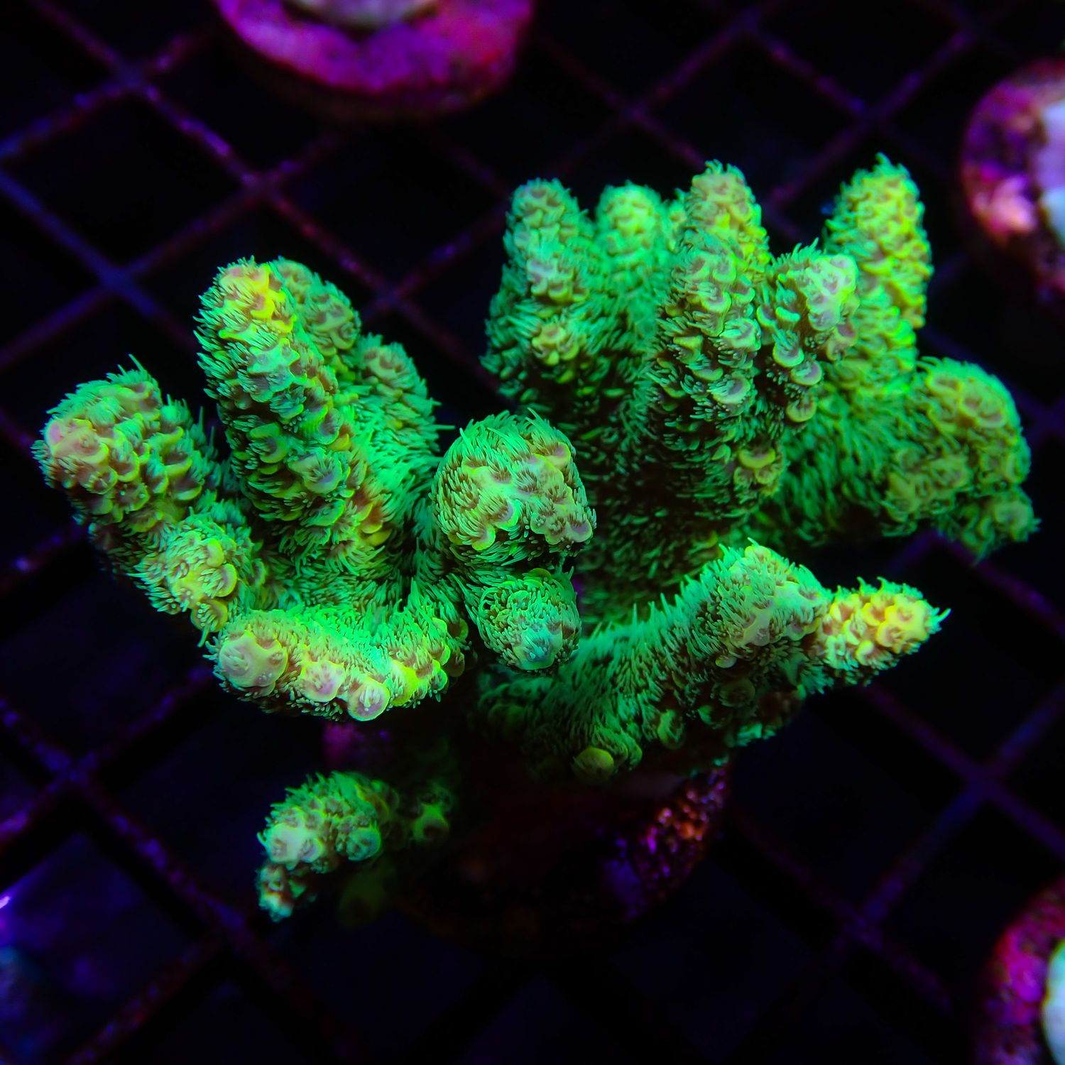 AI Nuclear Green Mille - Colony (Acropora Millepora)