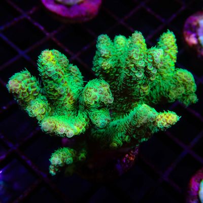 AI Nuclear Green Mille - Colony (Acropora Millepora)