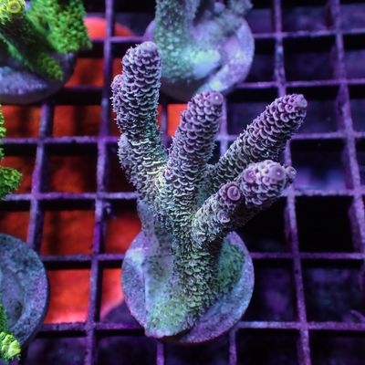 Malaysian Mille 2 - Frag (Acropora Millepora)