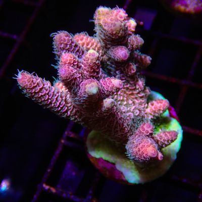 AI Bubble Gum Mille - Colony (Acropora Millepora)