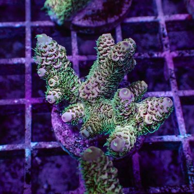 Malaysian Mille 3 - Frag (Acropora Millepora)