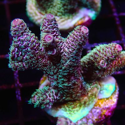 AI Mischievous Mille - Frag (Acropora Millepora)
