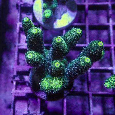 Malaysian Mille 7 - Frag (Acropora Millepora)