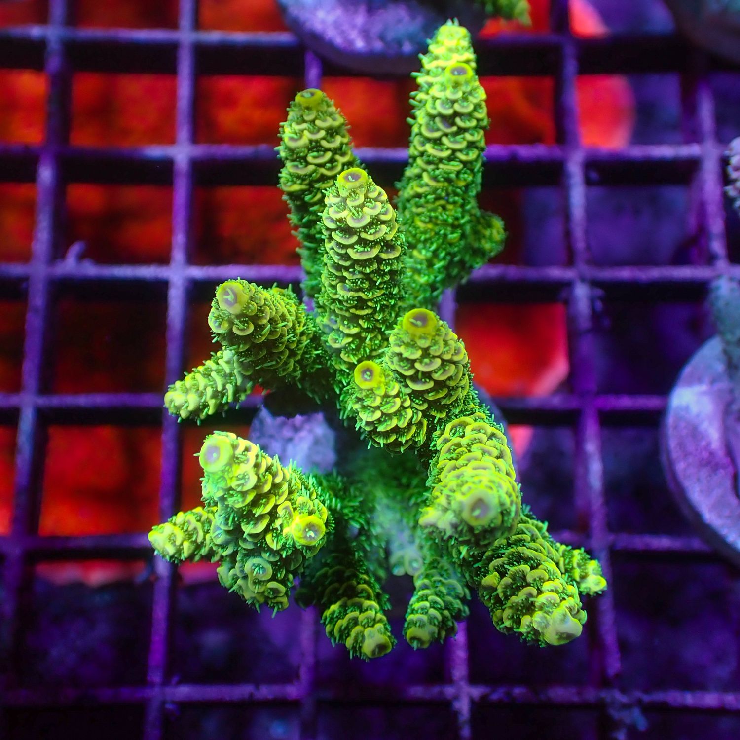 Lemon Lime Mille - Mini Colony (Acropora Millepora)