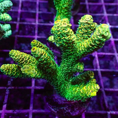 Malaysian Mille 5 - Frag (Acropora Millepora)