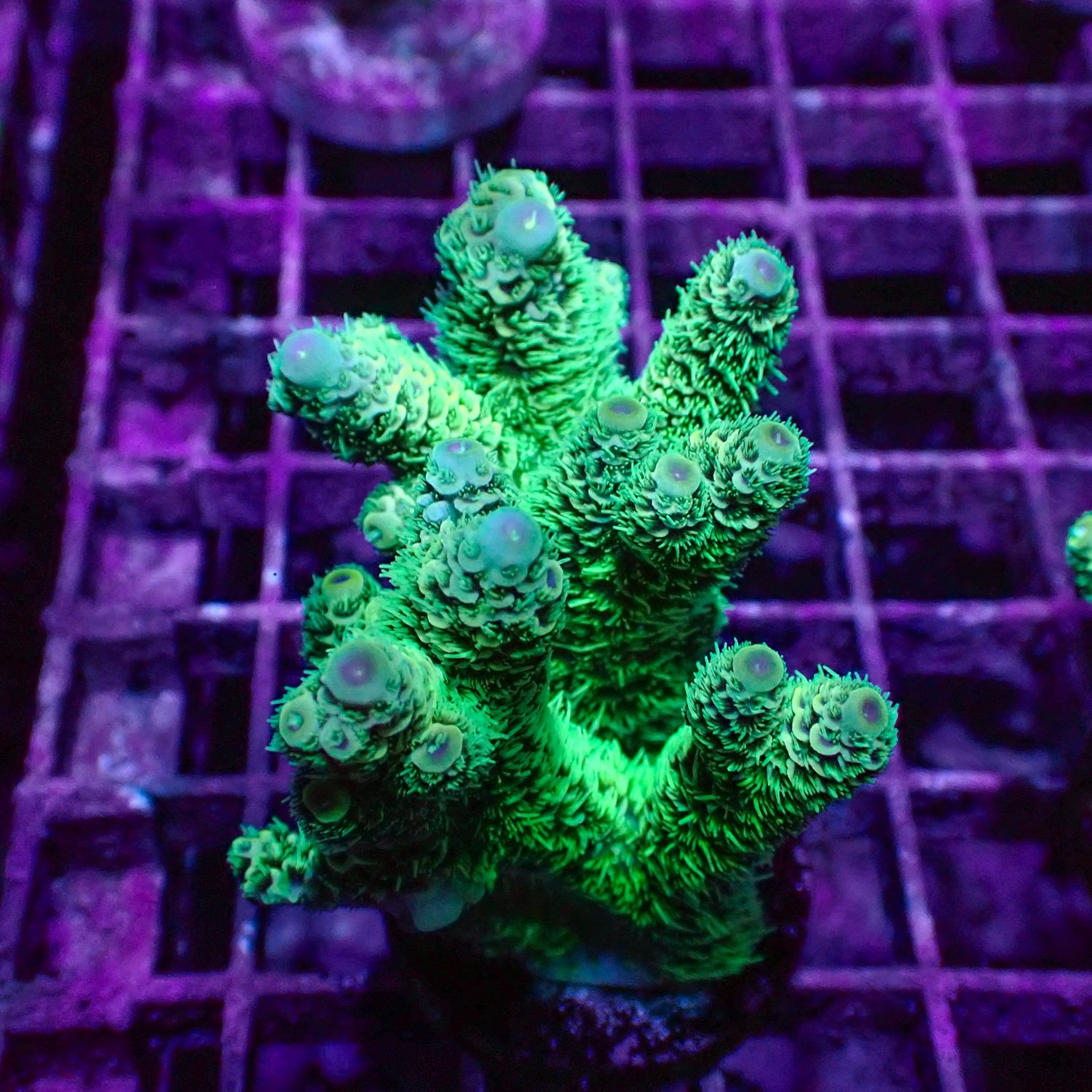 Malaysian Mille 5 - Frag (Acropora Millepora)