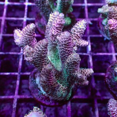 Malaysian Mille 8 - Frag (Acropora Millepora)