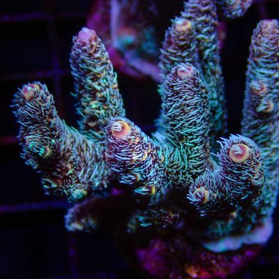 AI Raspberry Mille - Mini Colony (Acropora Millepora)