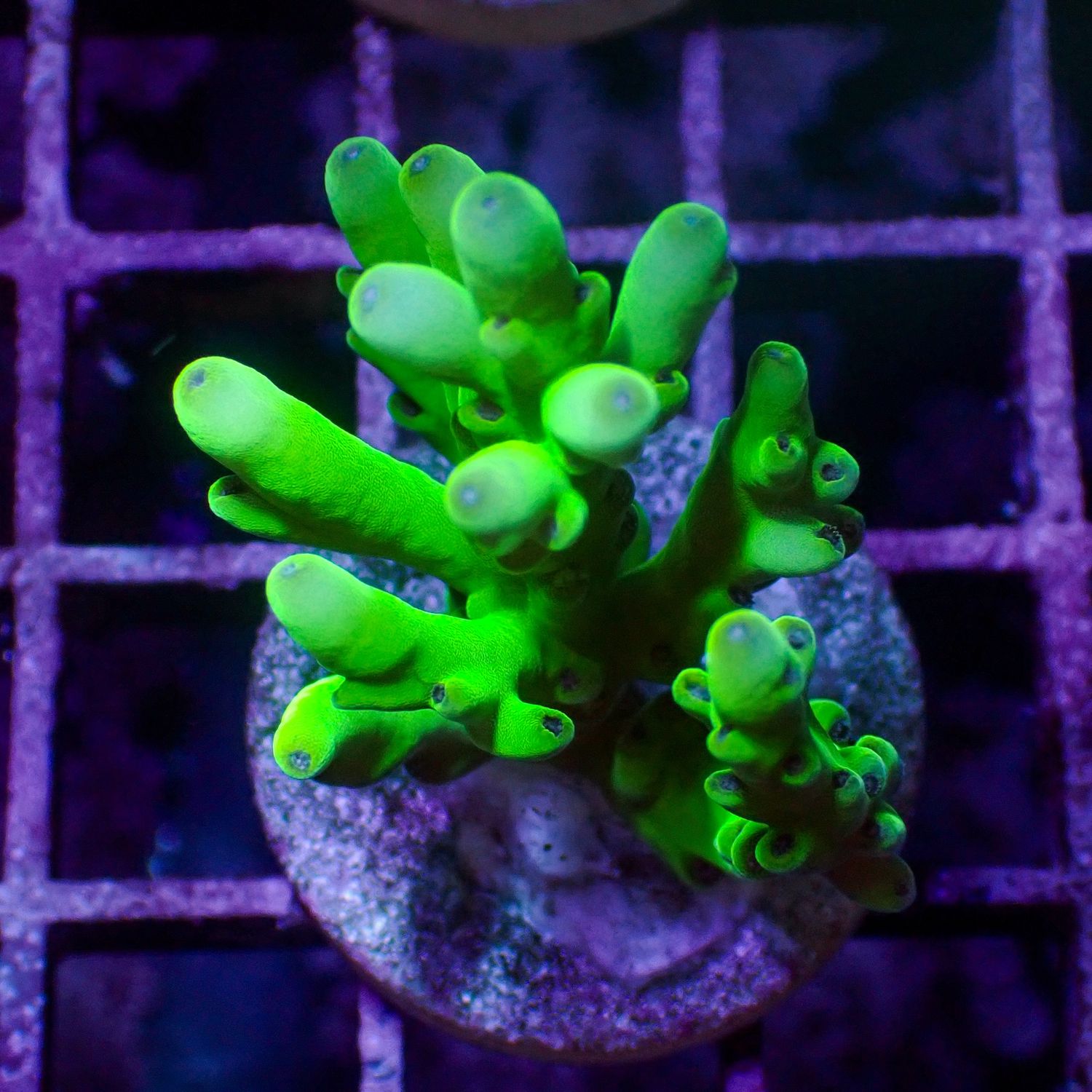 Malaysian Deepwater - 2 (Acropora Sp.)