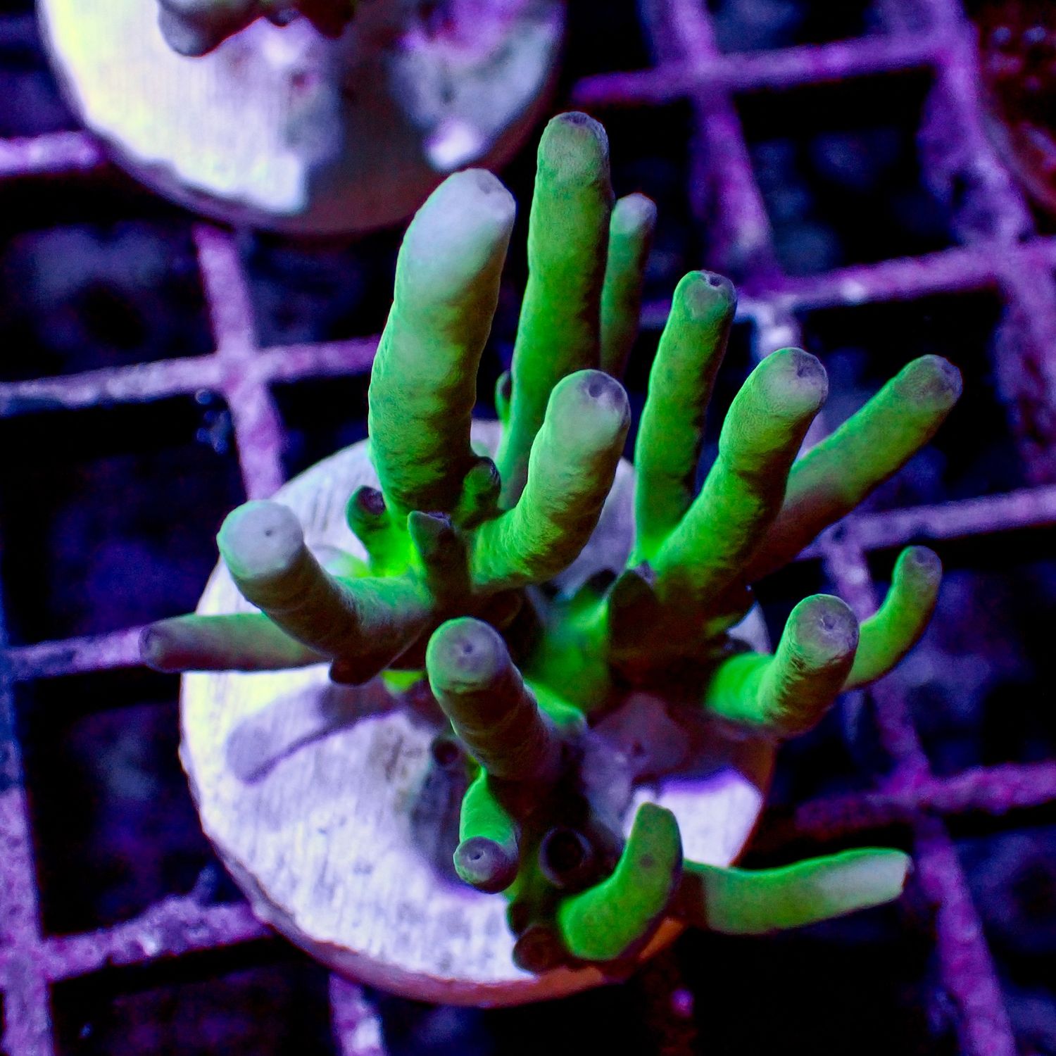 Malaysian Deepwater - 6 (Acropora Sp.)