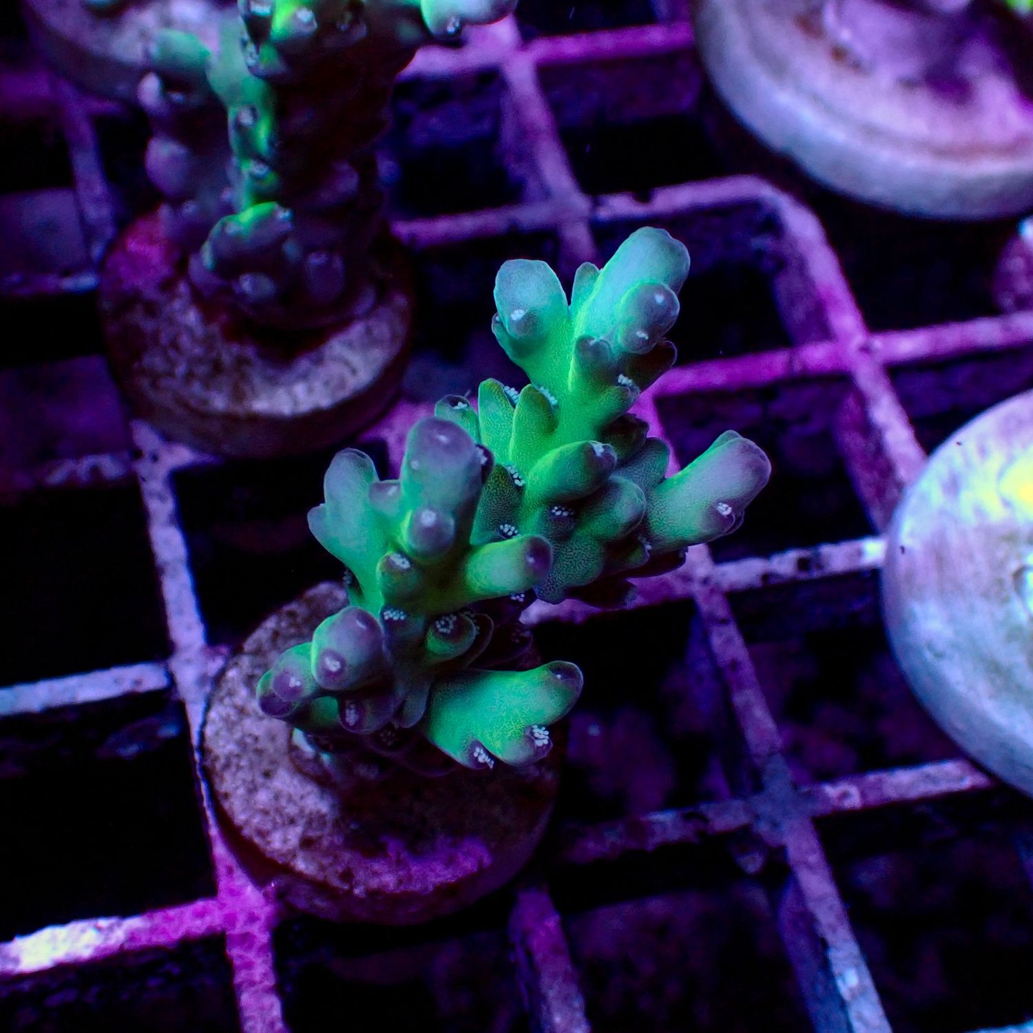 Malaysian Deepwater - 3 (Acropora Sp.)
