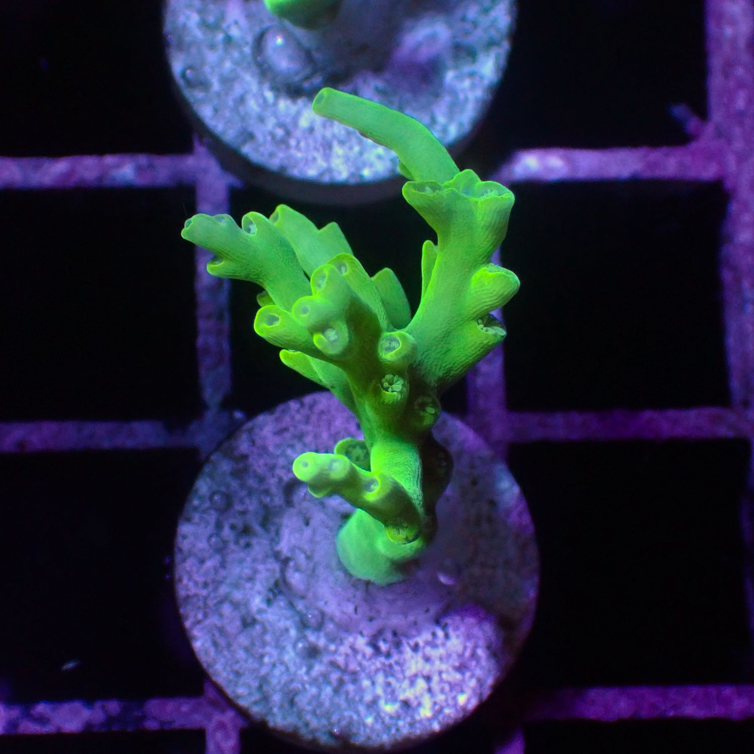 Malaysian Deepwater - 5 (Acropora Sp.)