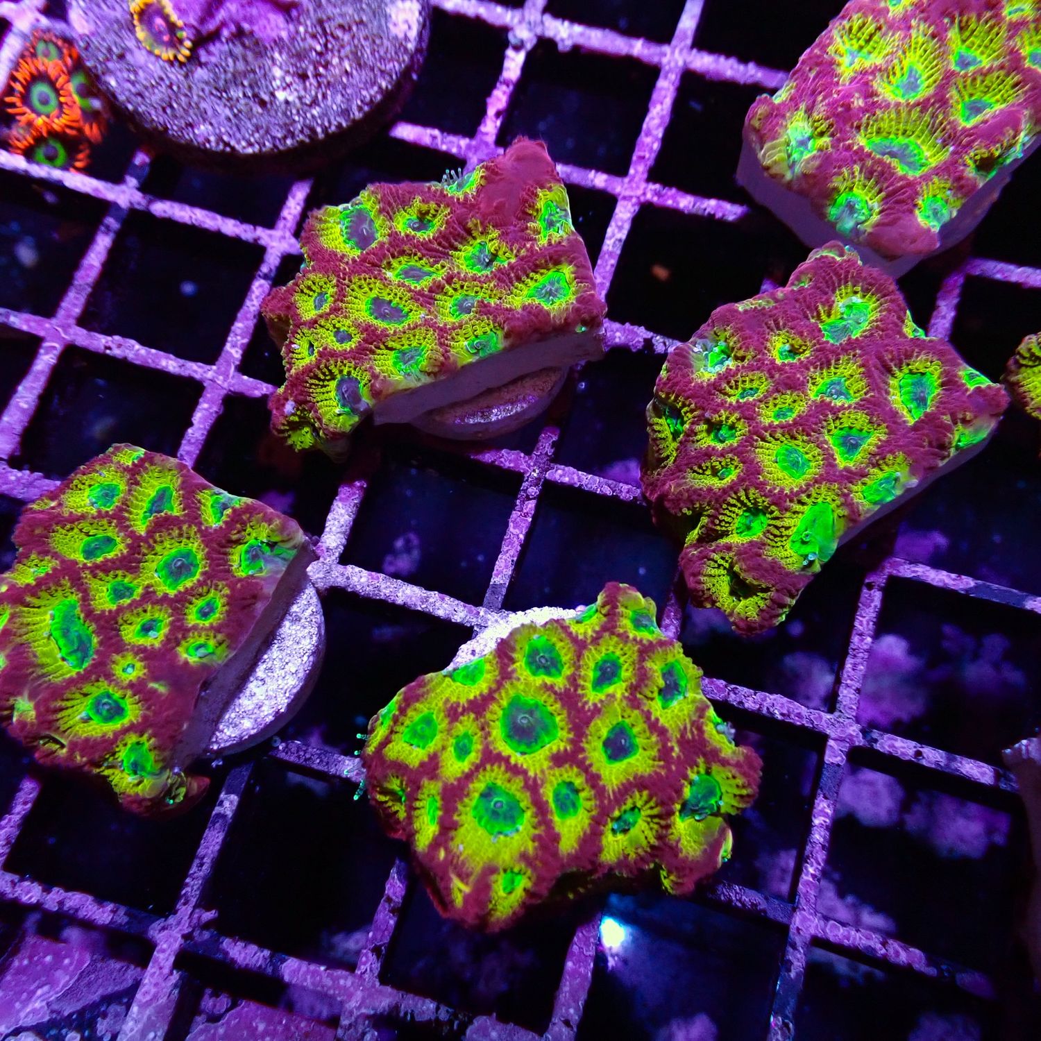 Spicy Lemon Favia - Frag (Favites Sp.)