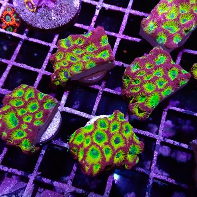 Spicy Lemon Favia - Frag (Favites Sp.)