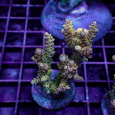 AI Rainbow Selago - Frag (Acropora Selago)