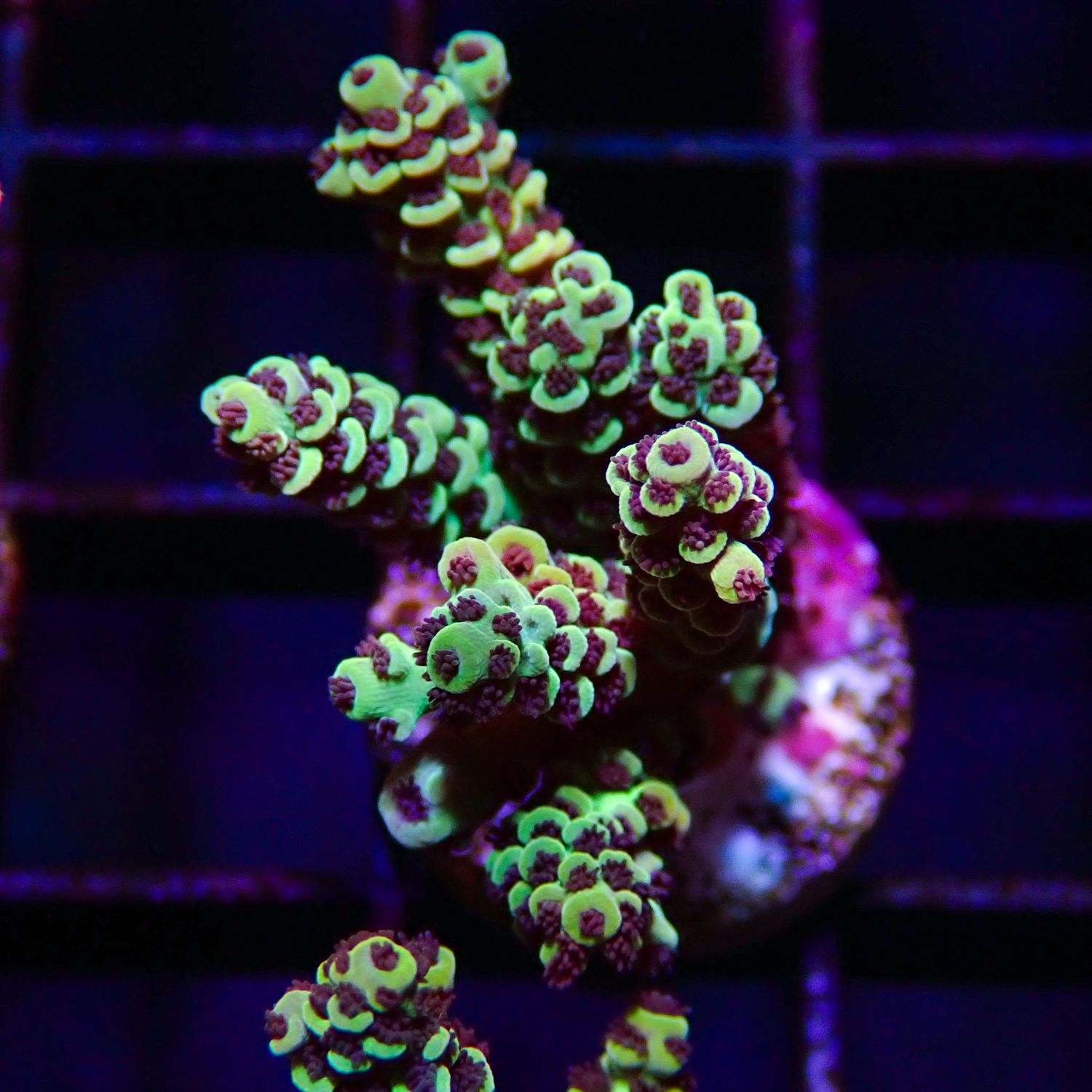 AI Rainbow Selago - Frag (Acropora Selago)