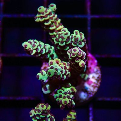 AI Rainbow Selago - Frag (Acropora Selago)