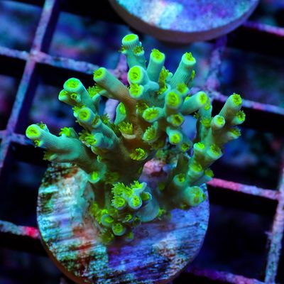 Green Malaysian Speciosa - Frag (Acropora Speciosa)