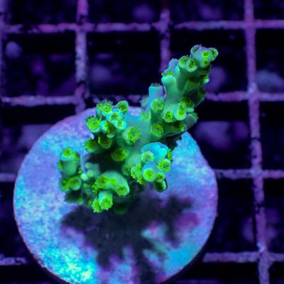 Green Malaysian Speciosa - Frag (Acropora Speciosa)