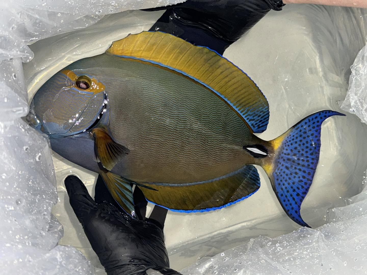 Dussumeri Tang - XXL Show Size (Acanthurus Dussumieri)