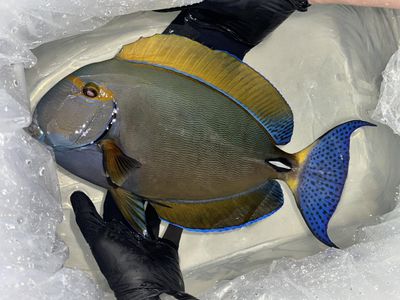 Dussumeri Tang - XXL Show Size (Acanthurus Dussumieri)
