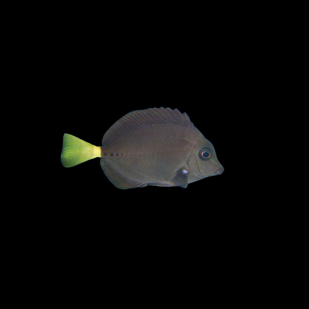 Sawtail Tang (Prionurus Chrysurus)
