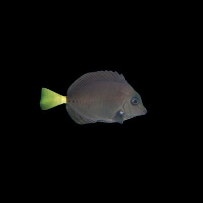 Sawtail Tang (Prionurus Chrysurus)