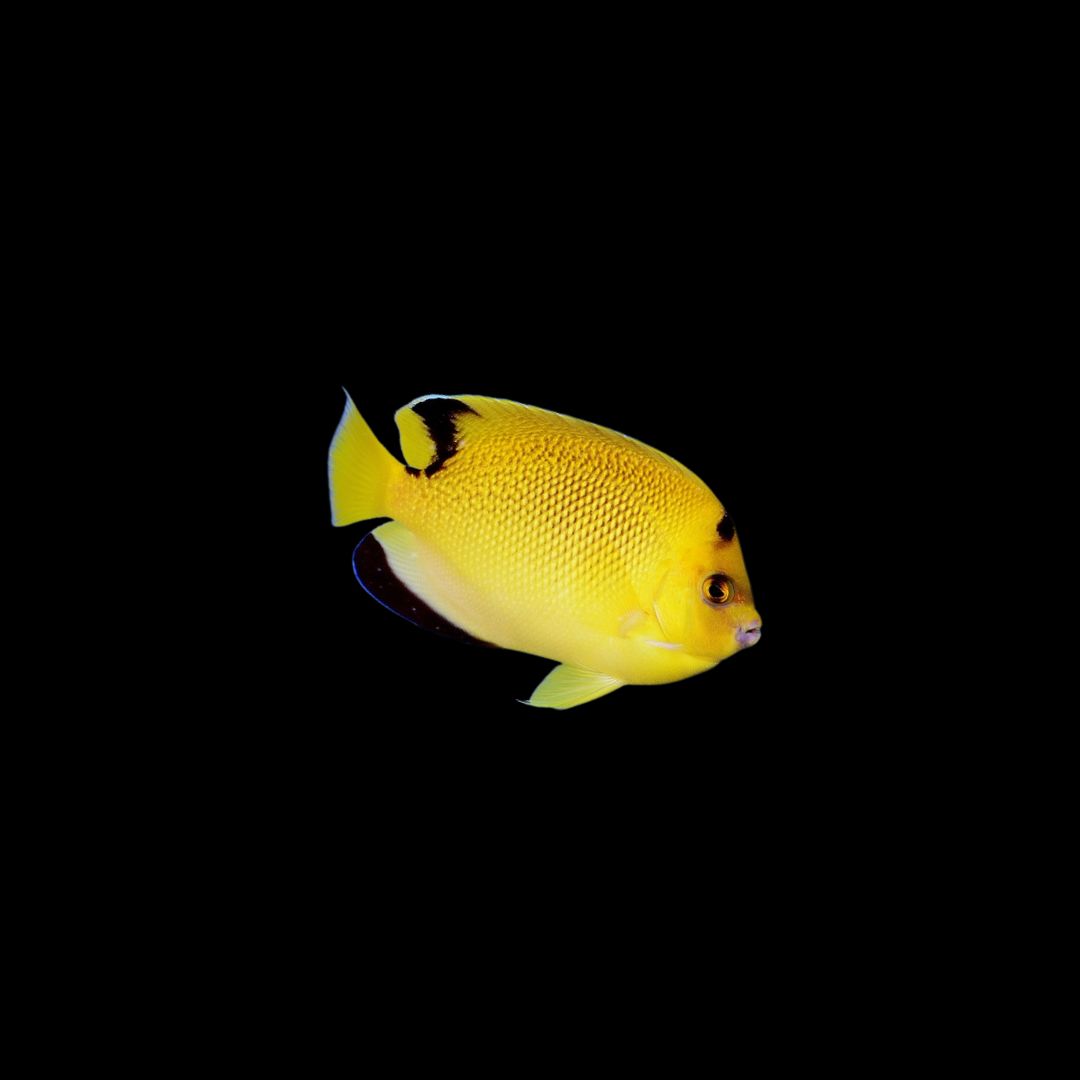 Armitage Angelfish - Rare (Apolemichthys Armitage)