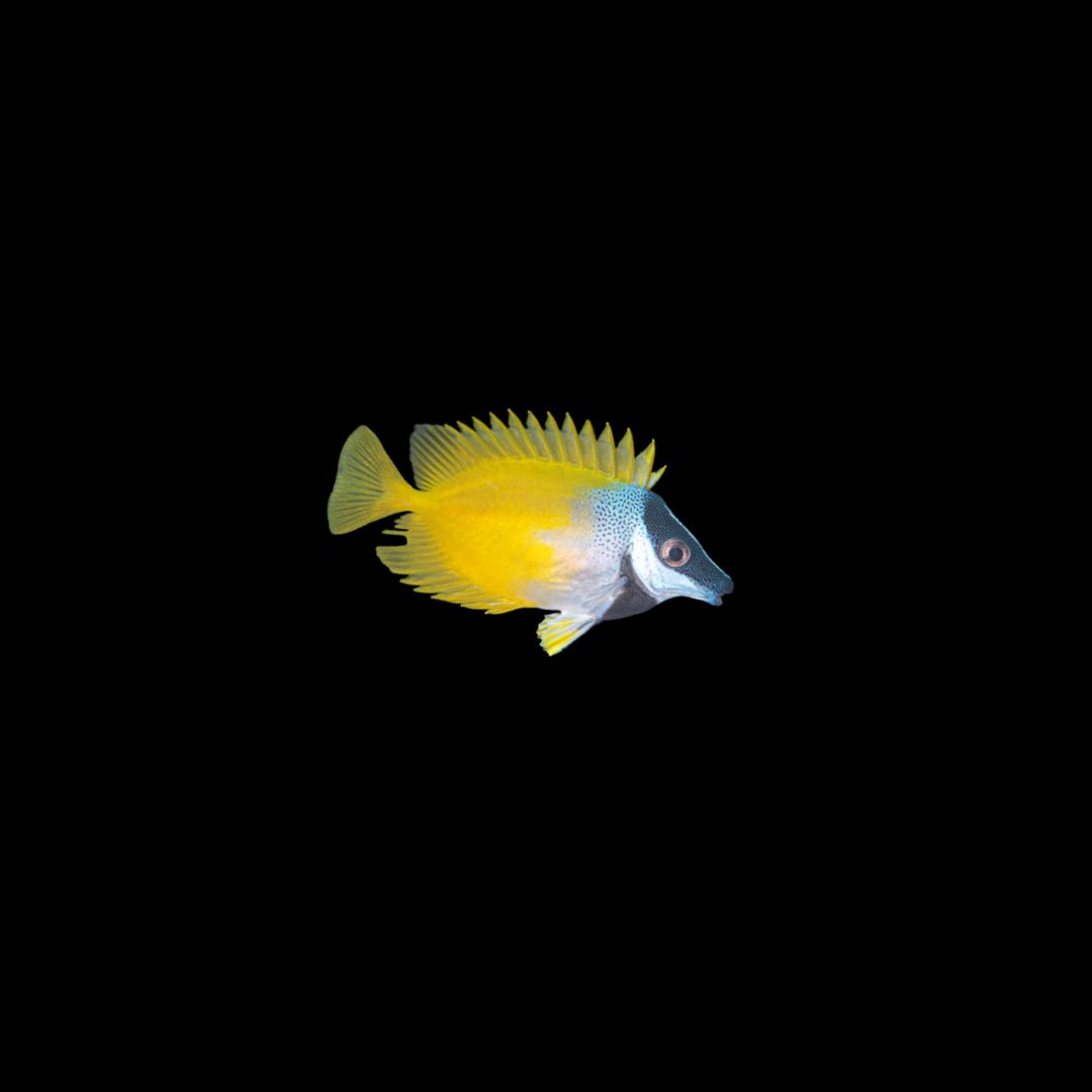 Yellow Foxface - Small (Siganus Vulpinus)