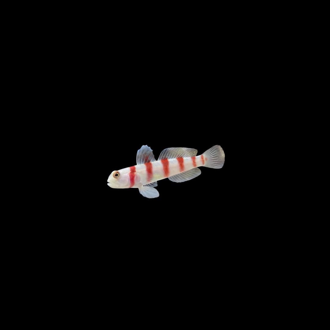Wide-barred Prawn Goby (Amblyeleotris Latifasciata)